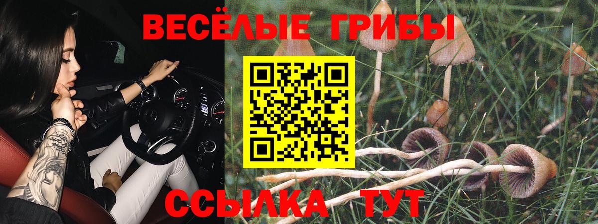 Галлюциногенные грибы Psilocybine cubensis Новокубанск